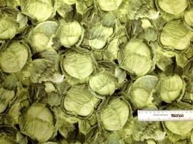 Cabbage 1/4yd