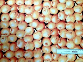 Onion 1/4yd